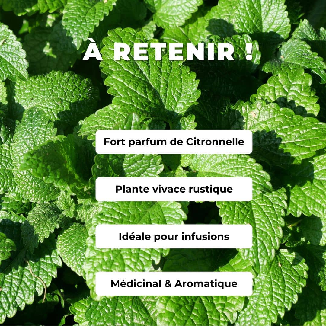 GRAINES - Mélisse Officinale Melissa officinalis à cultiver monde vegetal comment la semer et la cultiver