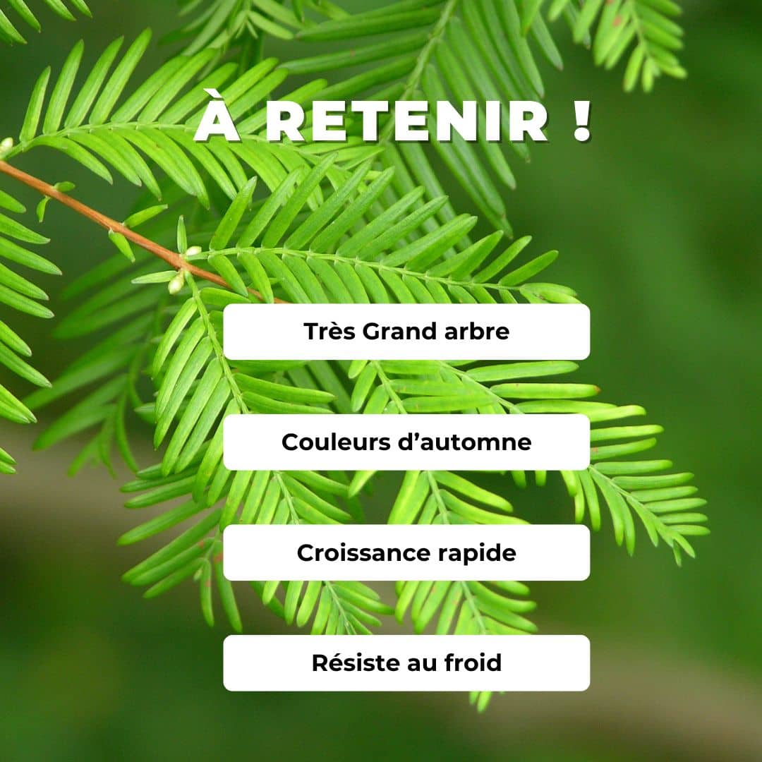 GRAINES - Métaséquoia de Chine Metasequoia glyptostroboides conifères rares monde végétal comment semer et cultiver