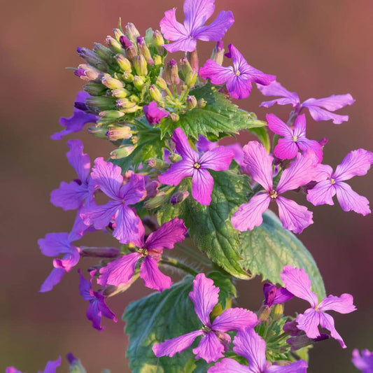 GRAINES - Monnaie du Pape (Lunaria annua) + tous les conseils de culture du semis à la récolte