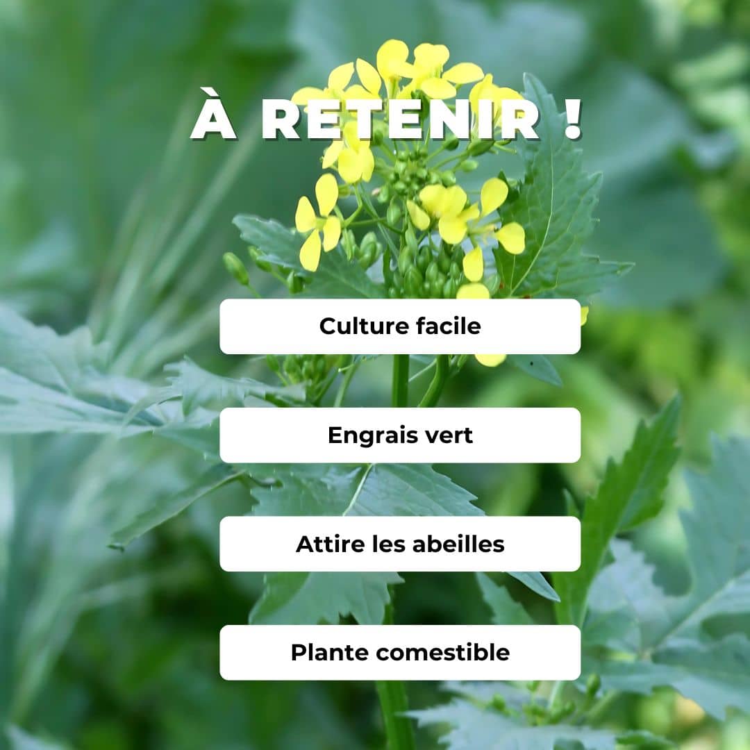 GRAINES - Moutarde Blanche Sinapis alba engrais vert monde végétal comment semer et cultiver
