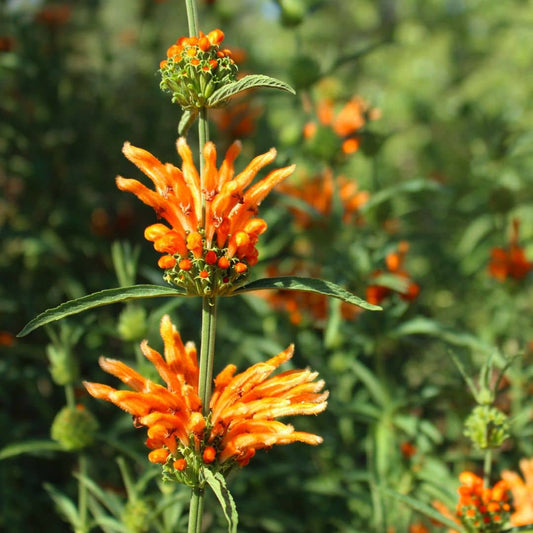 GRAINES - Queue de Lion Leonotis leonurus plantes rares
