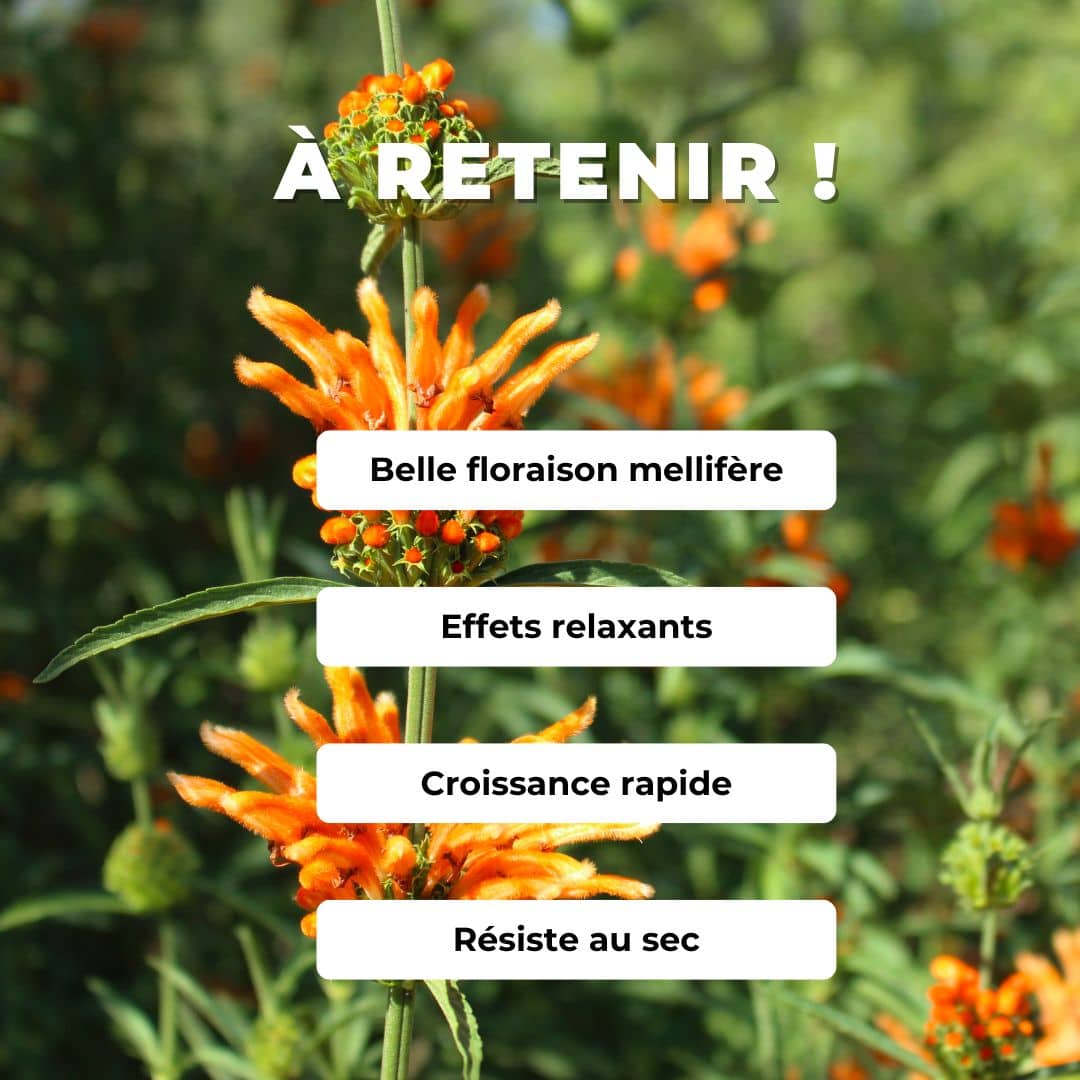 GRAINES - Queue de Lion Leonotis leonurus plantes rares comment semer et cultiver