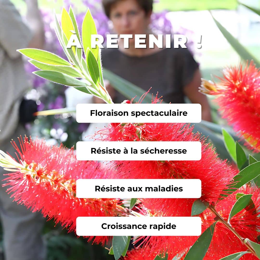 GRAINES - Rince-Bouteille Callistemon citrinus monde végétal comment semer et cultiver