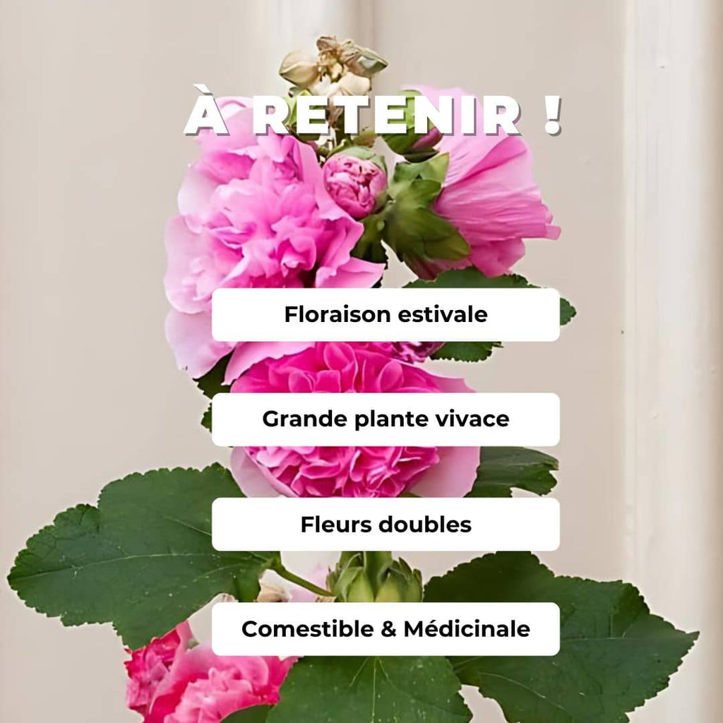 GRAINES - Rose Trémière 'Chater's Pink' Alcea rosea Chater's Pink monde végétal comment faire germer des graines de rose trémière