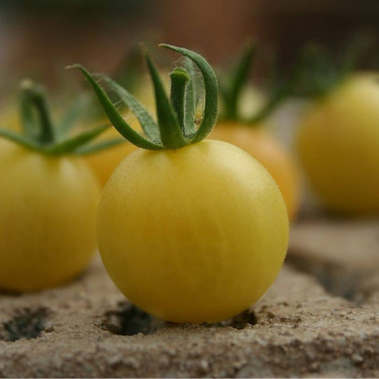 GRAINES - Tomate Cerise Blanche Tomate White Cherry Solanum lycopersicum monde vegetal