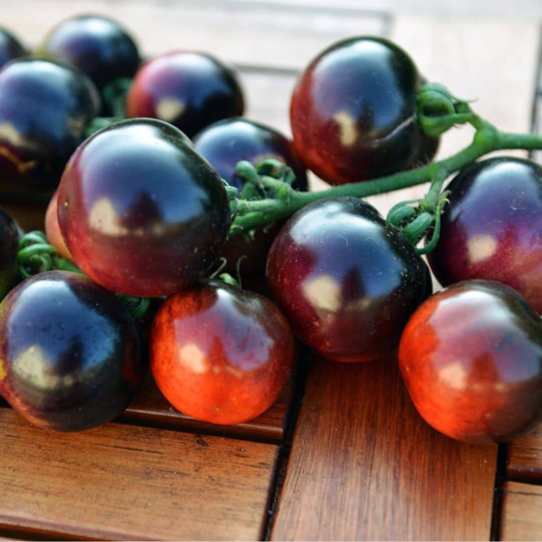 GRAINES - Tomate Cerise Indigo Rose (Solanum lycopersicum) monde vegetal