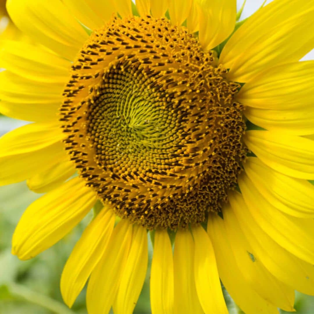 GRAINES - Tournesol Géant (Helianthus annuus Giganteus) à semer monde végétal