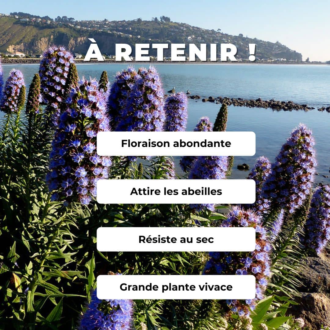 GRAINES - Vipérine de Madère Echium candicans plantes méditerranéennes rares monde végétal comment semer et cultiver