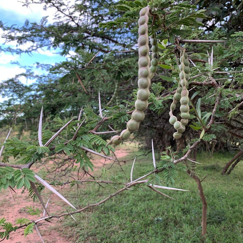 GRAINES Acacia du Nil Vachellia nilotica comment semer et cultiver cette plante rare