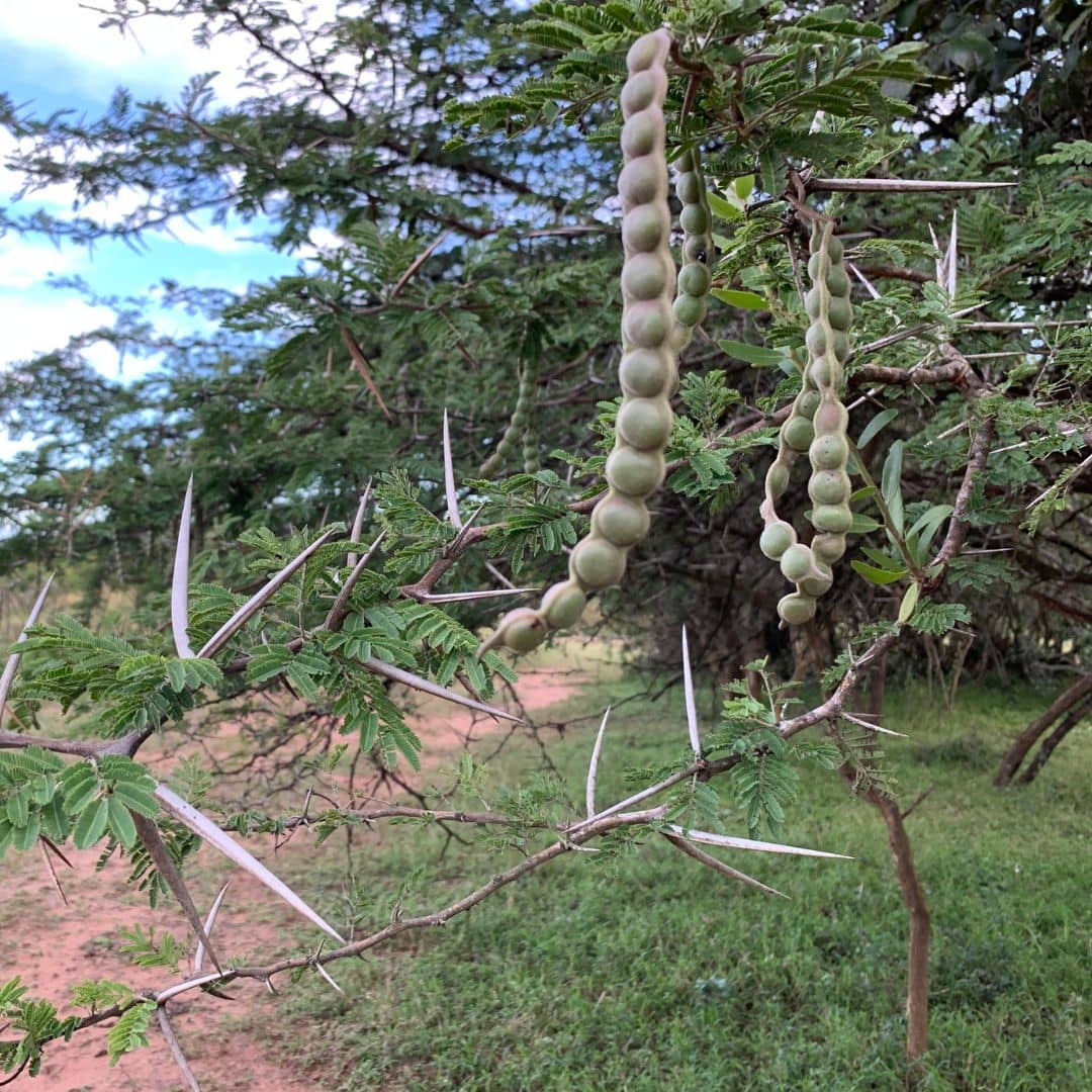 GRAINES Acacia du Nil Vachellia nilotica comment semer et cultiver cette plante rare