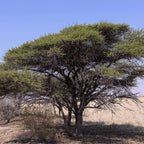 GRAINES Acacia faux-gommier Vachellia tortilis à faire germer et cultiver
