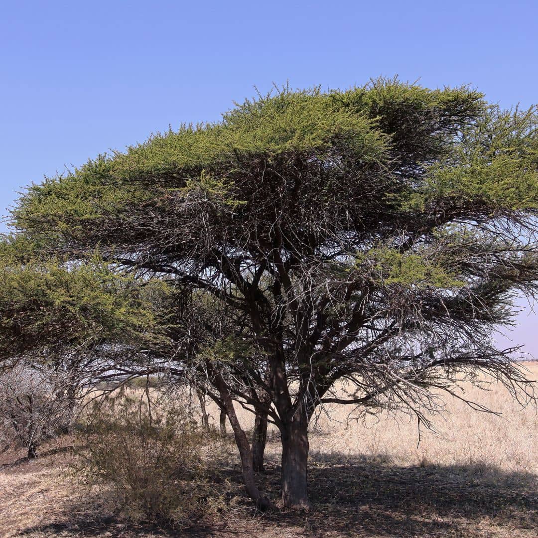 GRAINES Acacia faux-gommier Vachellia tortilis à faire germer et cultiver