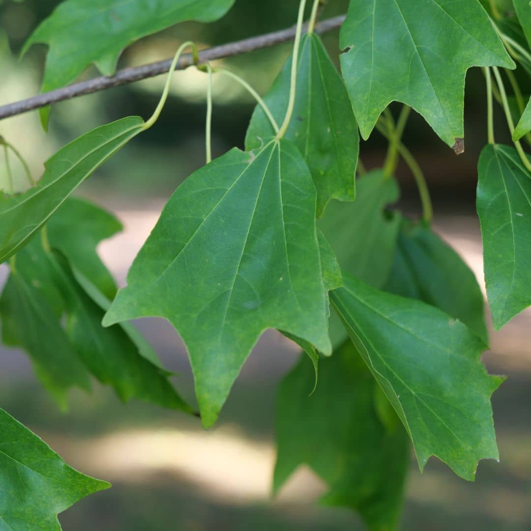 GRAINES Acer buergerianum – Érable de Buerger – Érable trident – Érable de Burger – Érable trifide – Érable à écorce de dragon – Monde Végétal