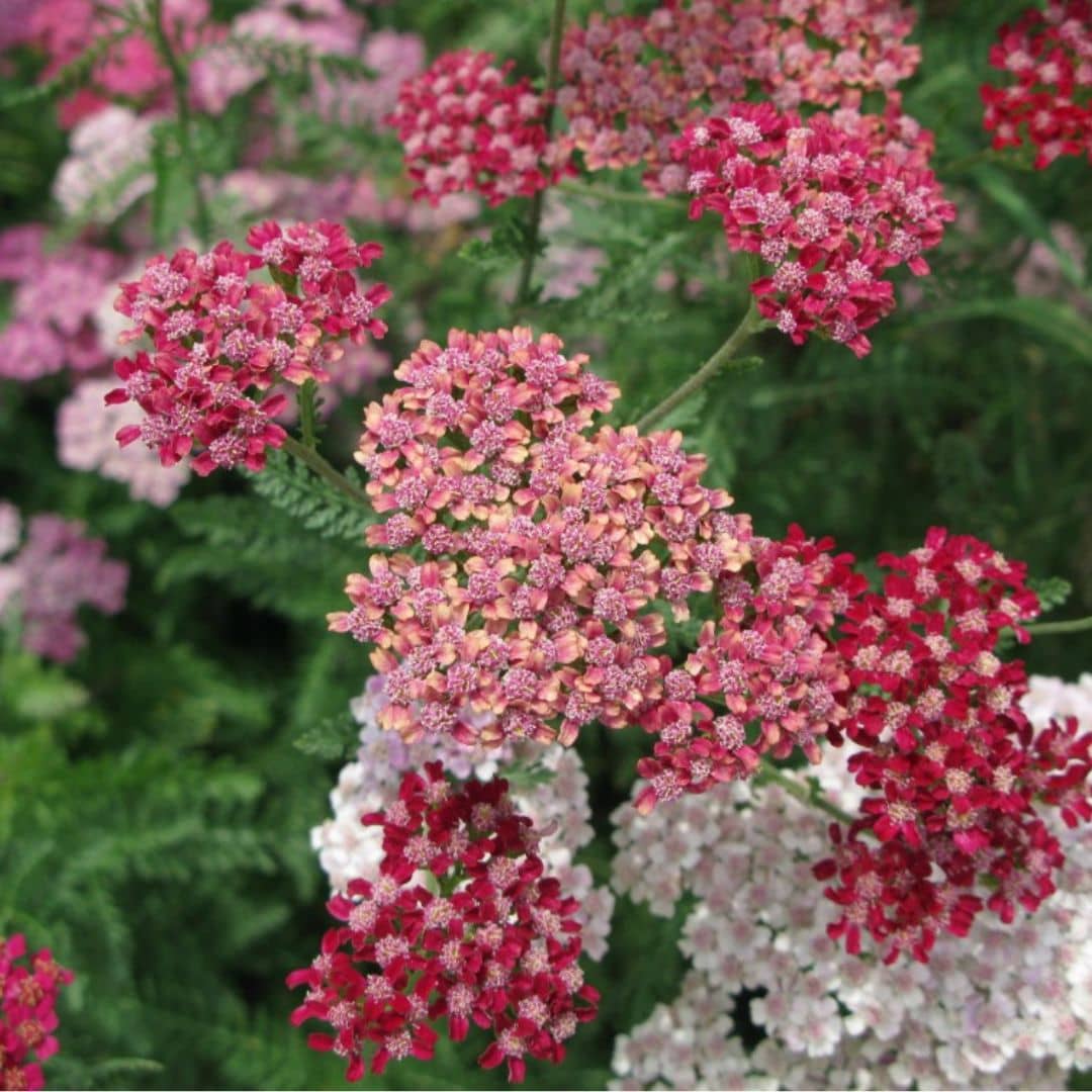 GRAINES Achillea millefolium Cassis Achillee rouge