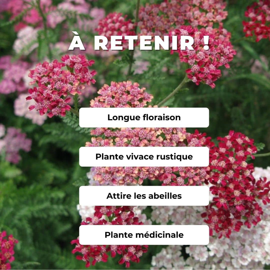GRAINES Achillea millefolium Cassis Achillee rouge comment la cultiver