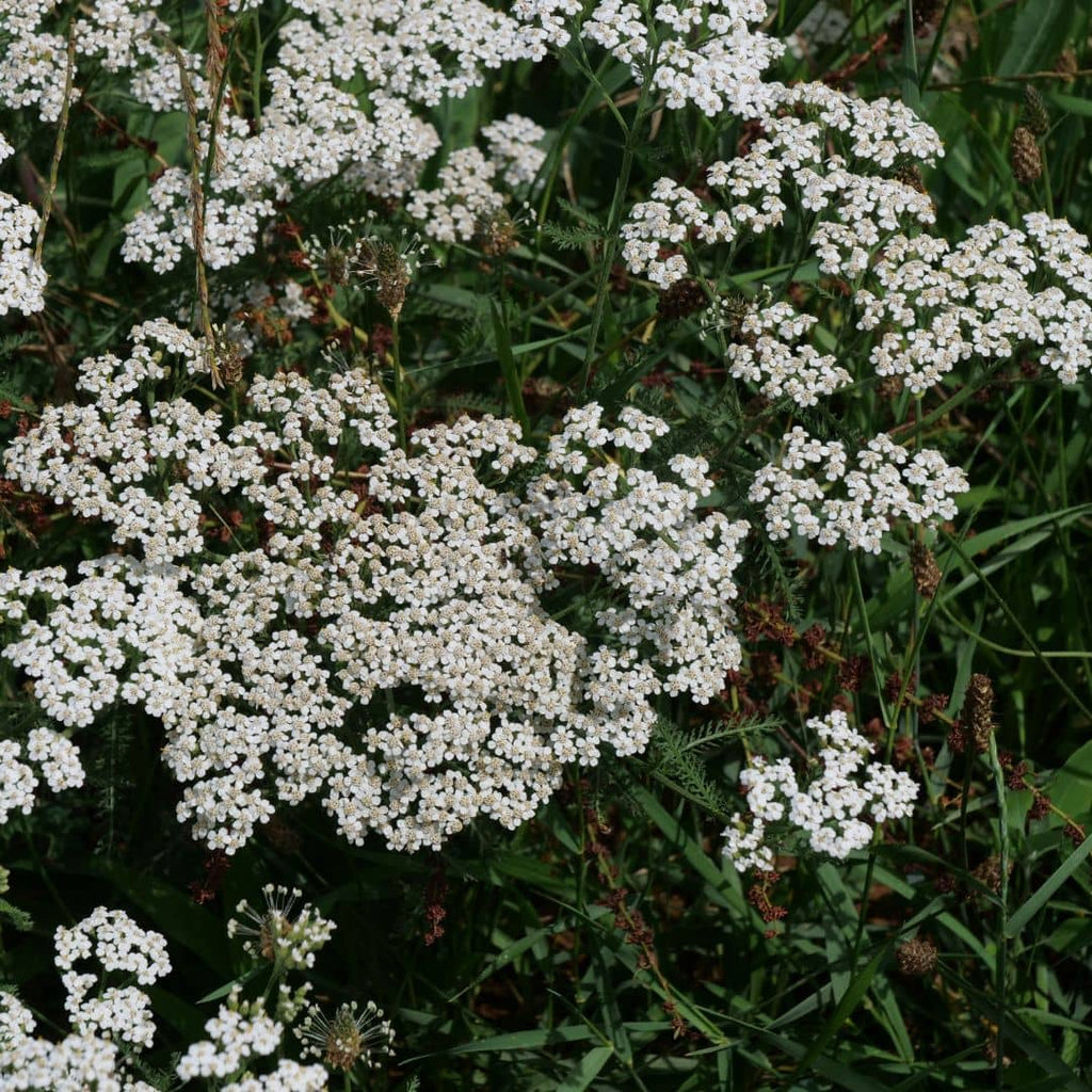 GRAINES d'Achillée Millefeuille plante sauvage à fleurs blanches monde végétal