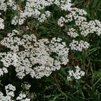 GRAINES d'Achillée Millefeuille plante sauvage à fleurs blanches monde végétal