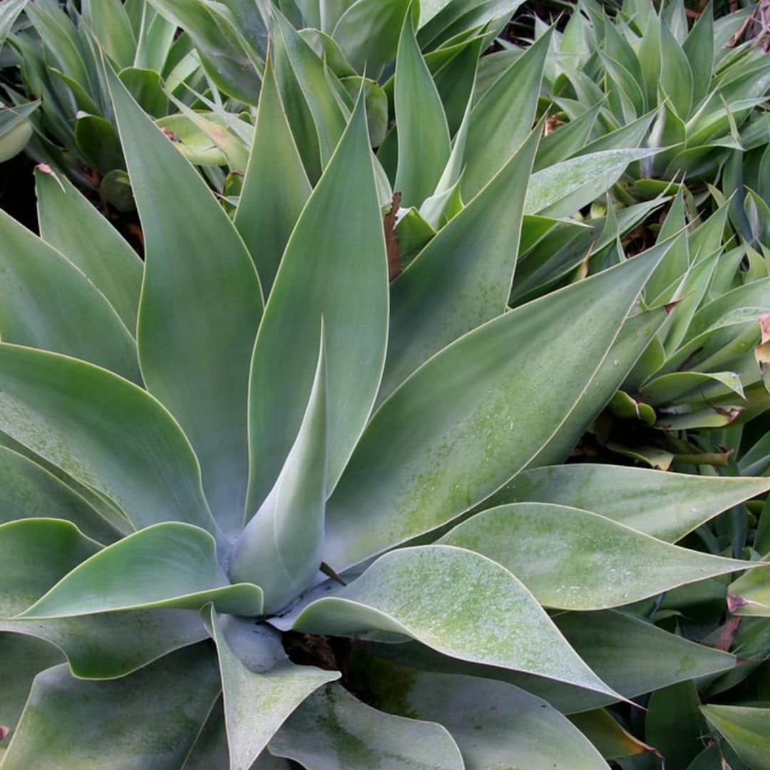 SAMEN - Schwanenhals-Agave (Agave attenuata)
