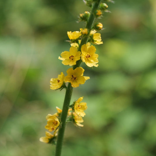 GRAINES Agrimonia eupatoria Aigremoine eupatoire  plantes sauvages monde vegetal