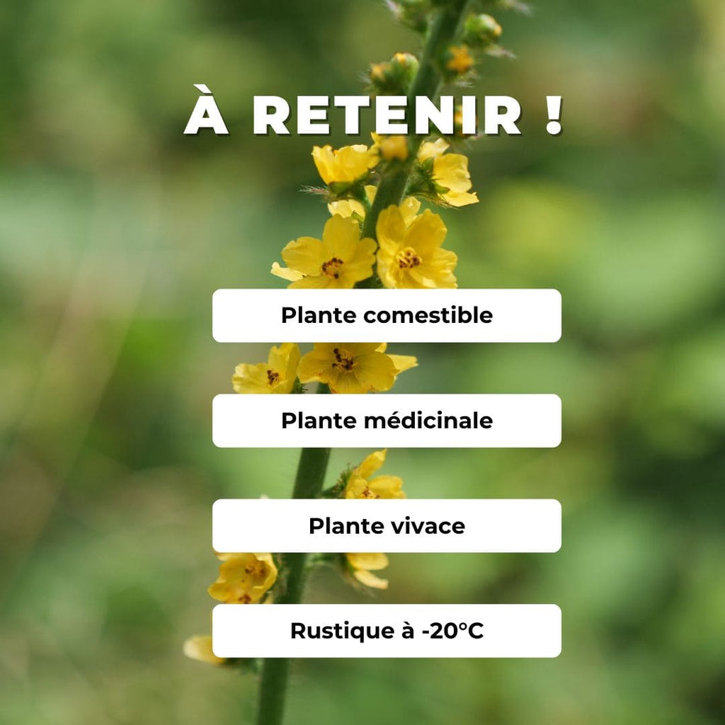 GRAINES Agrimonia eupatoria Aigremoine eupatoire  plantes sauvages monde vegetal semer et cultiver