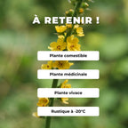 GRAINES Agrimonia eupatoria Aigremoine eupatoire  plantes sauvages monde vegetal semer et cultiver