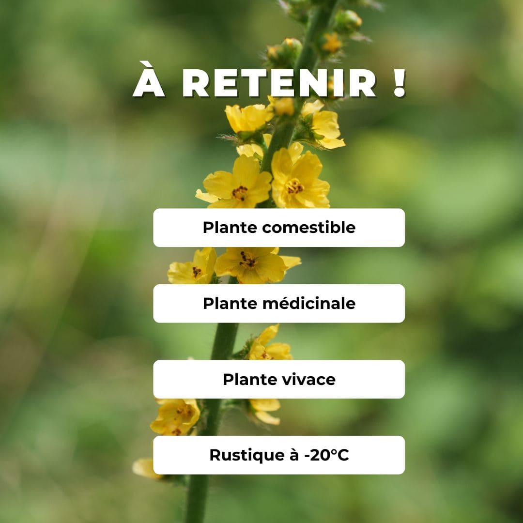 GRAINES Agrimonia eupatoria Aigremoine eupatoire  plantes sauvages monde vegetal semer et cultiver