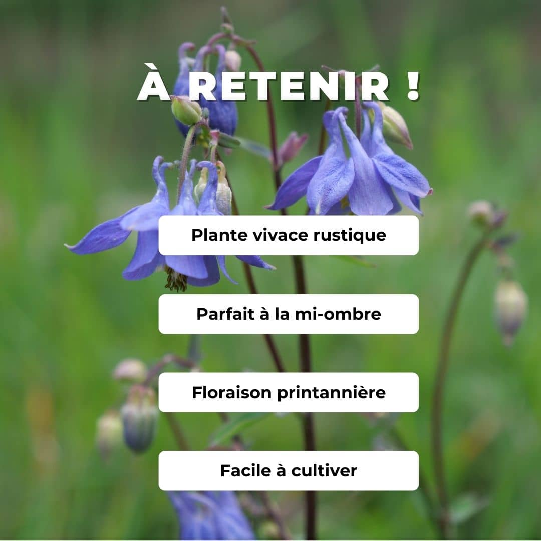 GRAINES Ancolie Commune Aquilegia vulgaris comment semer et cultiver
