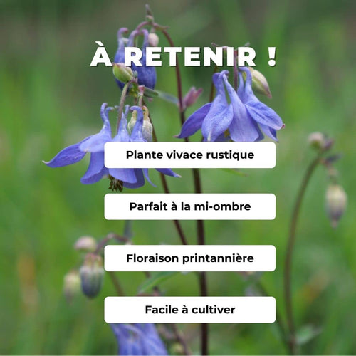 GRAINES Ancolie Commune Aquilegia vulgaris comment semer et cultiver