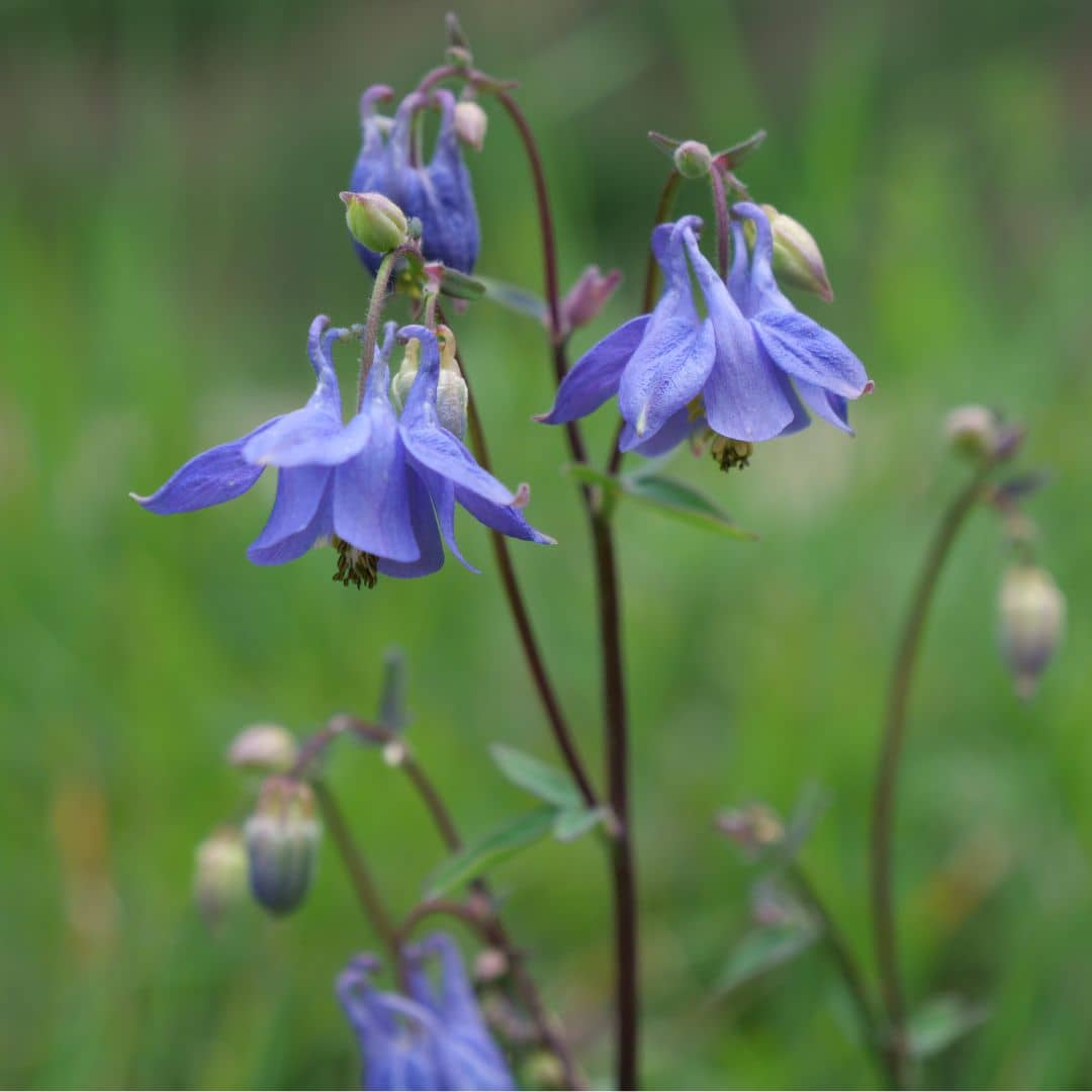 GRAINES Ancolie Commune Aquilegia vulgaris plantes sauvages monde vegetal