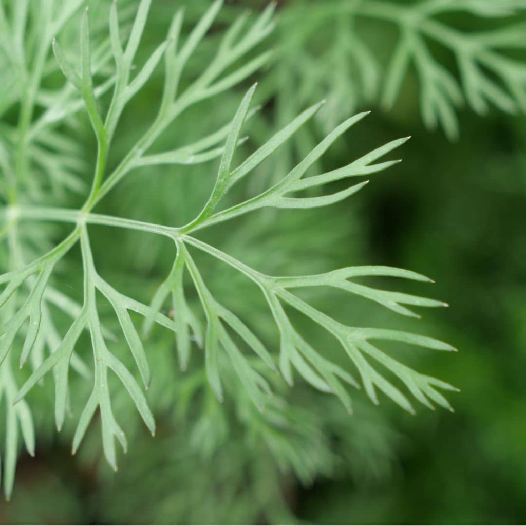 GRAINES Aneth anethum graveolens plantes aromatiques à cultiver avec monde vegetal