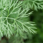 GRAINES Aneth anethum graveolens plantes aromatiques à cultiver avec monde vegetal