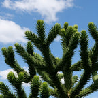 GRAINES Araucaria araucana Araucaria du Chili grand arbre rare à cultiver
