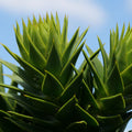 GRAINES Araucaria araucana Araucaria du Chili plantes rares monde vegetal