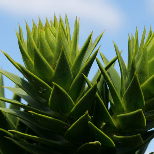GRAINES Araucaria araucana Araucaria du Chili plantes rares monde vegetal