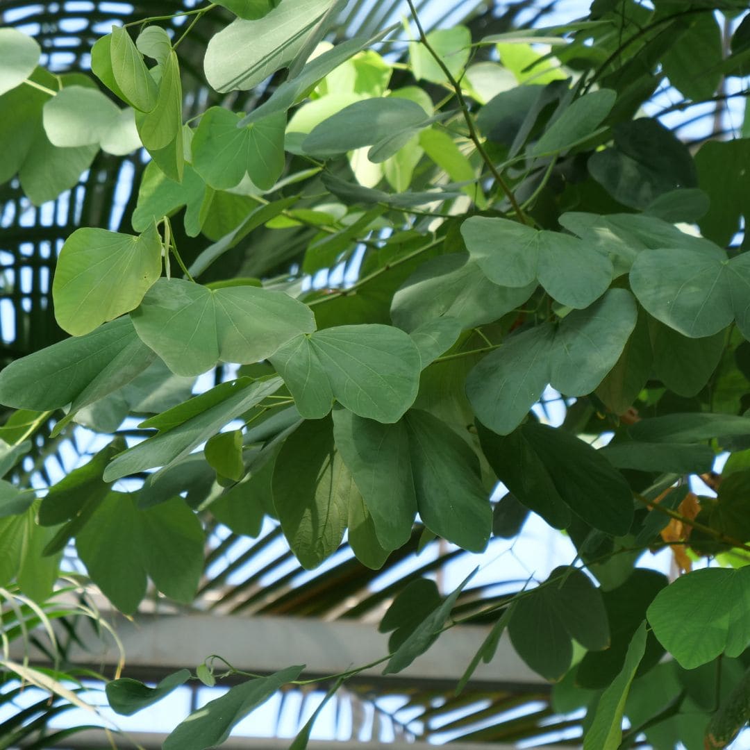 GRAINES Arbre aux Orchidées Bauhinia variegata plantes rares monde vegetal