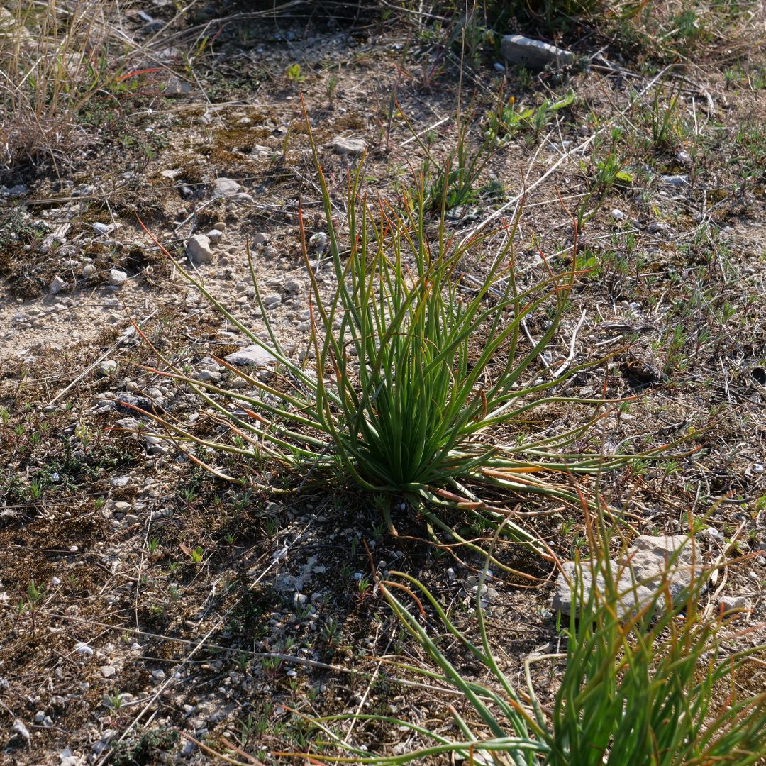 GRAINES Asphodelus fistulosus Asphodèle fistuleux plantes rares monde végétal