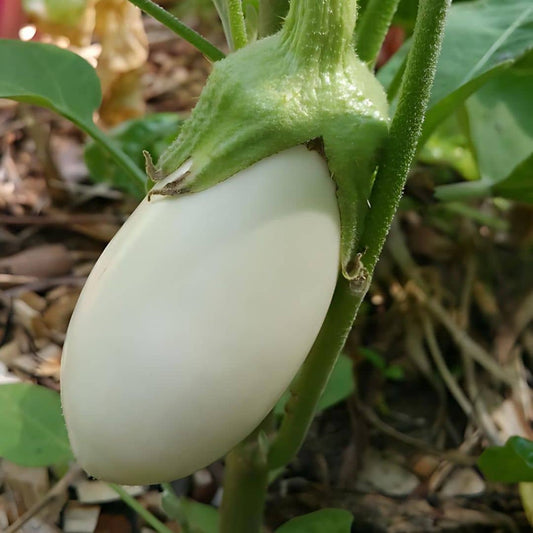 GRAINES Aubergine Blanche White Egg solanum melongena monde vegetal