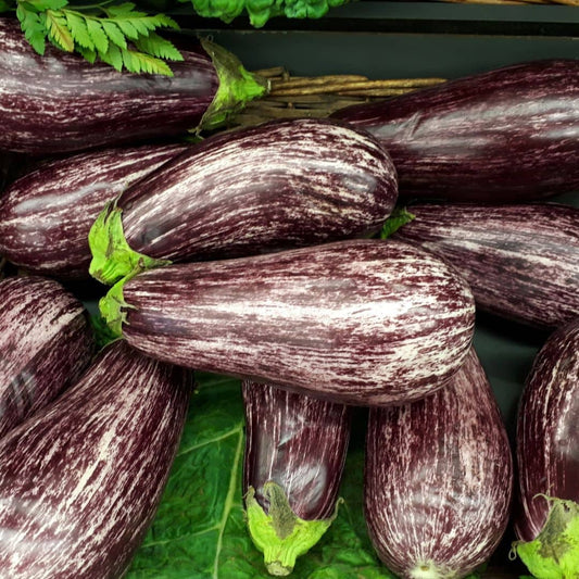 GRAINES Aubergine Listada de Gandia Solanum melongena plantes du potager monde vegetal