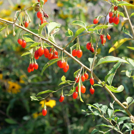 GRAINES Baie de Goji Lycium barbarum petits fruits rouges riches en vitamines C monde vegetal