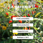 GRAINES Baie de Goji Lycium barbarum petits fruits rouges riches en vitamines C monde vegetal comment semer et cultiver