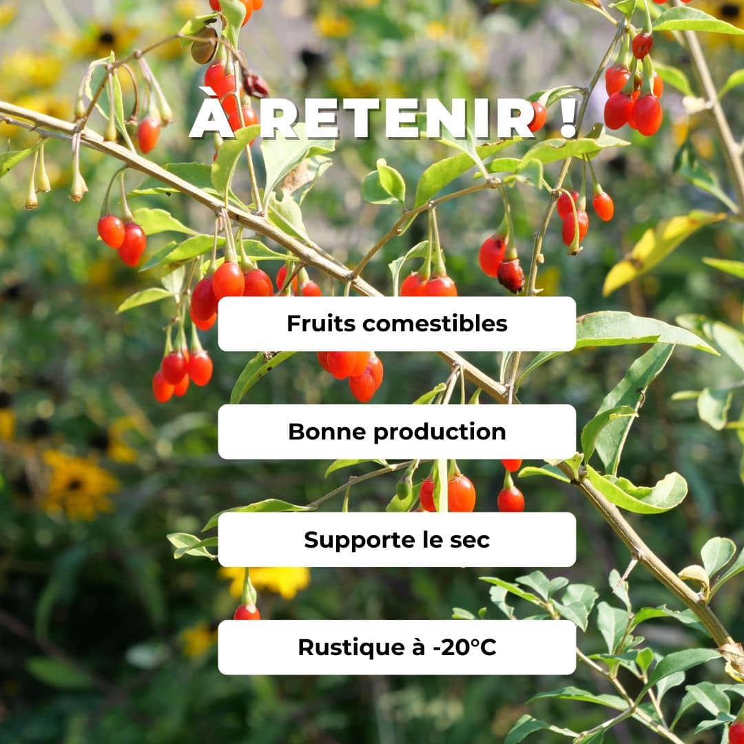 GRAINES Baie de Goji Lycium barbarum petits fruits rouges riches en vitamines C monde vegetal comment semer et cultiver