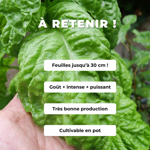 GRAINES Basilic Géant Monstrueux Mammouth Ocimum basilicum var. gigantum variété de basilic XXL