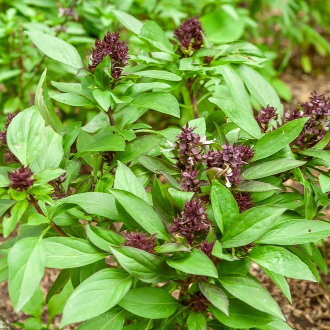 GRAINES Basilic 'Siam Queen' Ocimum basilicum monde végétal