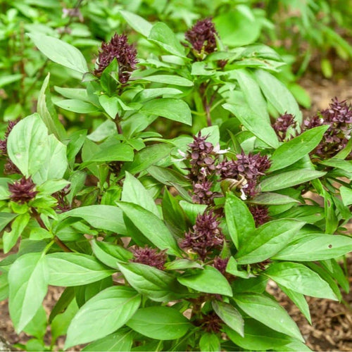 GRAINES Basilic 'Siam Queen' Ocimum basilicum monde végétal