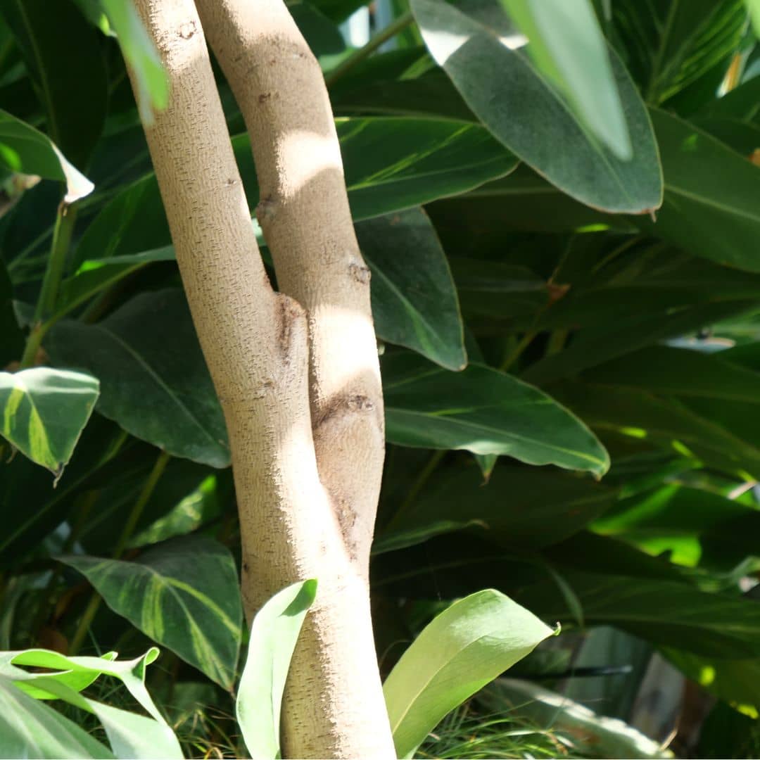 GRAINES Bauhinia variegata Arbre à orchidée plantes rares monde vegetal comment le semer et le cultiver