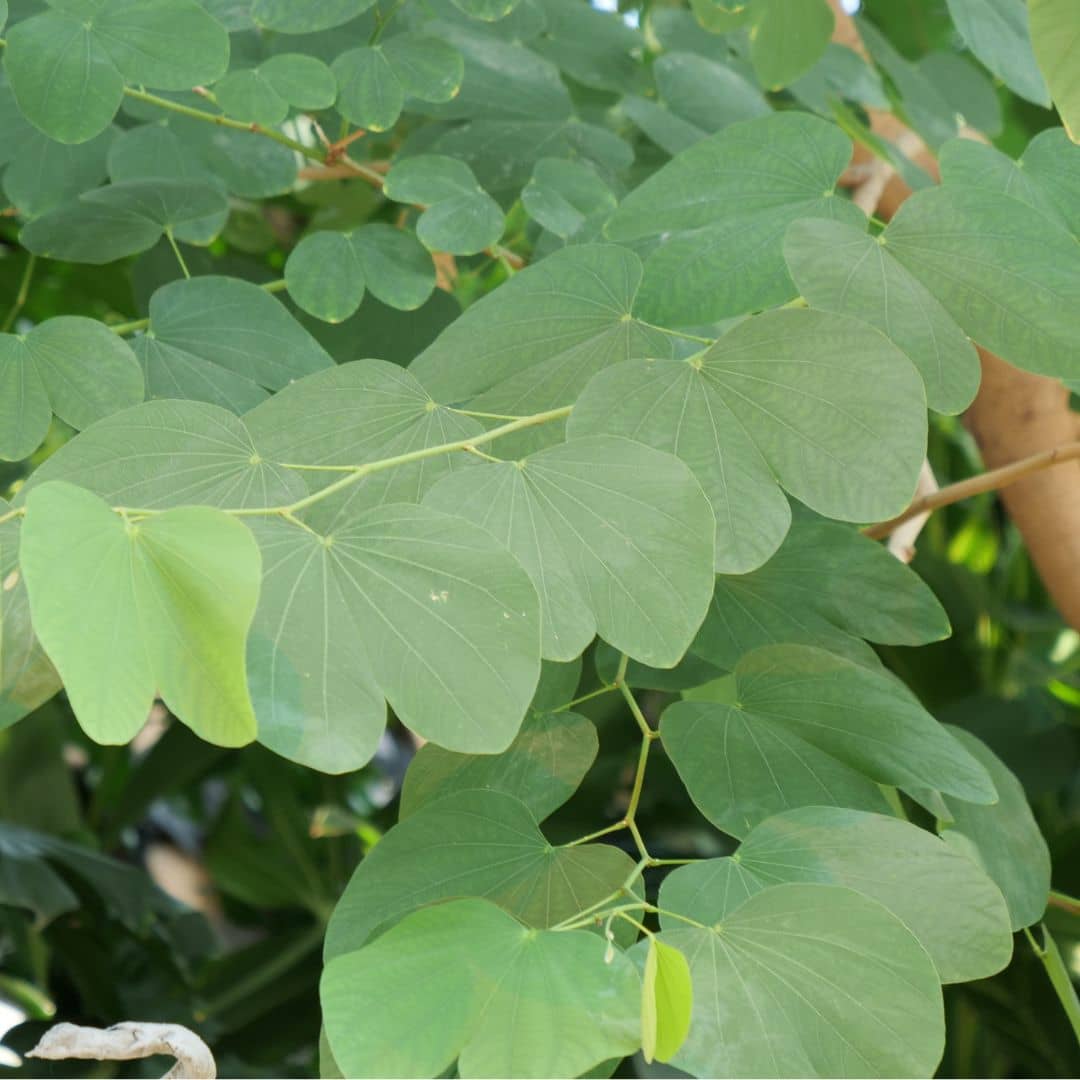 GRAINES Bauhinia variegata Arbre à orchidée plantes rares monde vegetal