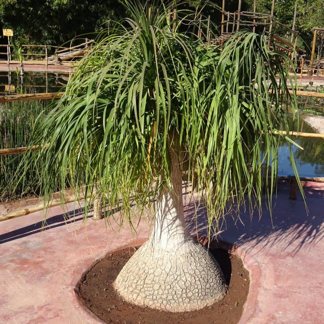 GRAINES Beaucarnea recurvata pied d'éléphant plantes rares à caudex