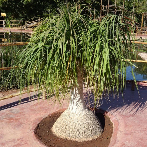 GRAINES Beaucarnea recurvata pied d'éléphant plantes rares à caudex