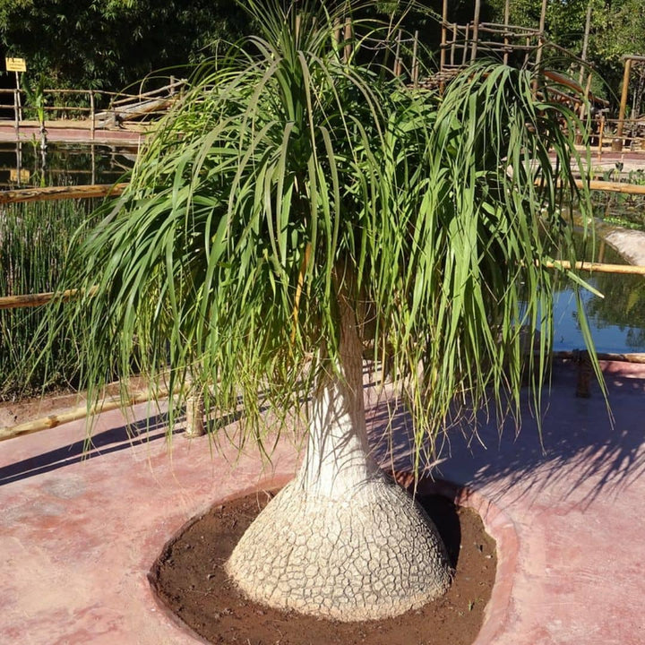 GRAINES Beaucarnea recurvata pied d'éléphant plantes rares à caudex