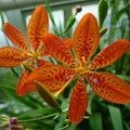 GRAINES Belamcanda chinensis fleur léopard plante à fleurs rares